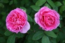 Gertrude Jekyll