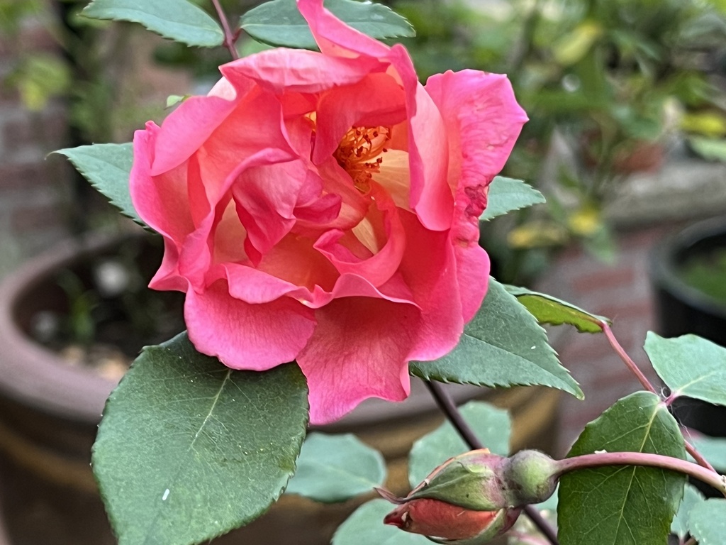 Comtesse du Cayla