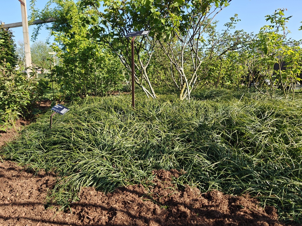Ophiopogon wallichianus