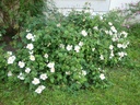 R. polliniana (x)