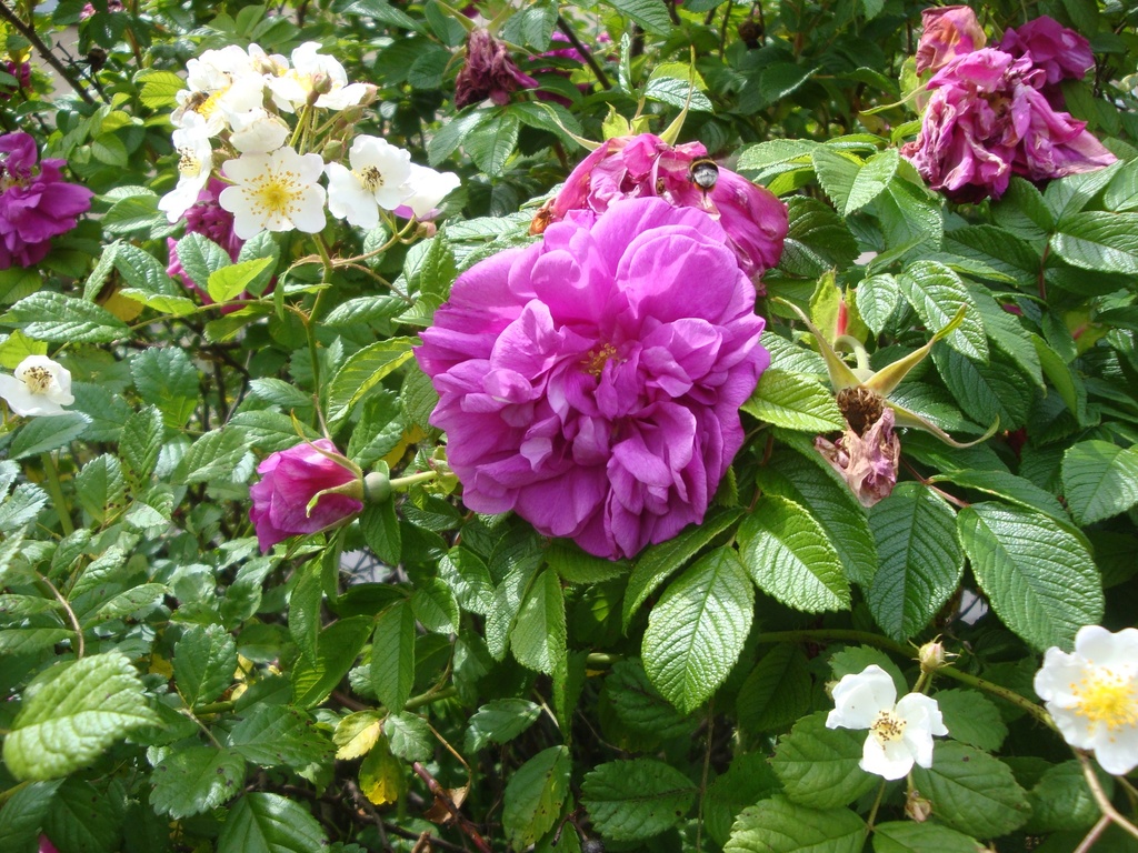 Hansa