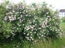 Blush Damask