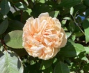Rêve d'Or