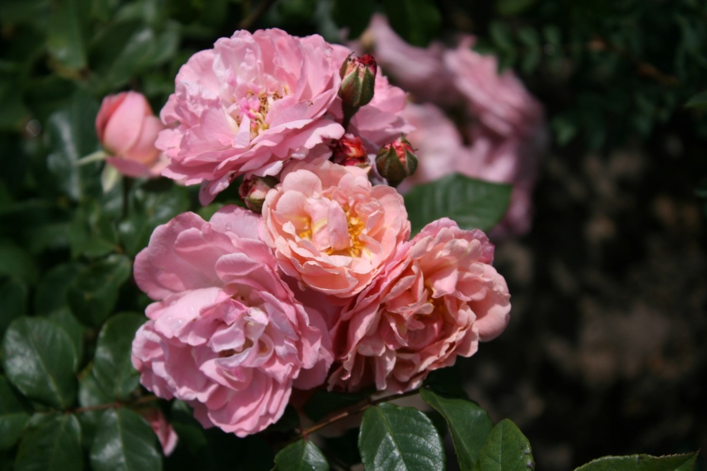 Godelieve parmi les roses