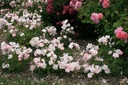 Rose de la Petite Chabotte