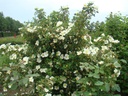 R. kokanica 'Vacratot'