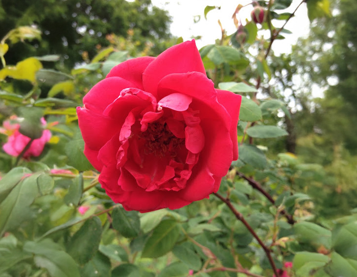 R. moyesii 'Superba'