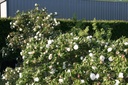 Blanc Double de Coubert