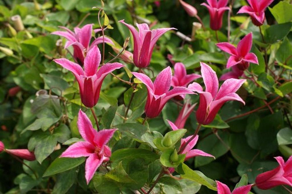 Clematis texensis 'Princess Diana'