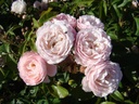 Rose de la Petite Chabotte ® (Pot 4L)