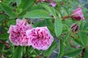 R. cinnamomea var. plena (Pot 5L)