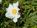 R. fedtschenkoana (Pot 5L)