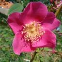 R. moyesii 'Arthur Hillier' (Pot 5L)