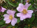 R. palustris (Pot 1.3L)