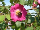 R. pendulina 'Mount Everest' (Pot 5L)