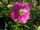 R. pendulina pyrenaica (Pot 5L)