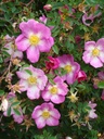 R. pimpinellifolia 'Glory of Edzell' (Pot 5L)