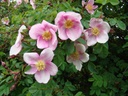 R. pimpinellifolia 'Mary Queen of Scots' (Pot 5L)