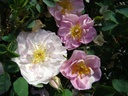 R. pimpinellifolia 'Mon Amie Claire' (Pot 1.3L)