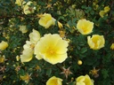 R. pimpinellifolia 'Ormiston Roy' (Pot 5L)