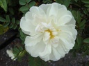 R. pimpinellifolia 'Paula Vapelle' (Pot 1.3L)