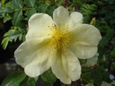 R. primula (Pot 5L)