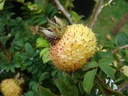 R. roxburghii 'Lampion' (Pot 1.3L)