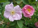 R. pomifera duplex (Pot 5L)