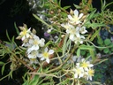 R. watsoniana (Pot 5L)