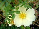 R. cantabrigiensis (x) (Pot 5L)