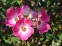 R. highdownensis (x) (Pot 5L)