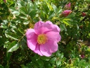 R. kochiana (x) (Pot 5L)