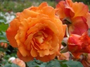 Westerland ® (Pot 4L)