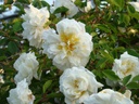 Alberic Barbier (Pot 5L)