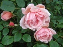 Albertine (Pot 5L)