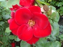 Altissimo (Pot 5L)