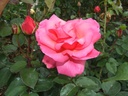 Campanille (Pot 5L)