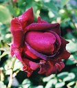 Crimson Glory, clg. (Pot 5L)