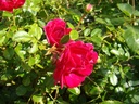 Crimson Shower (Pot 5L)