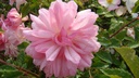 François Juranville (Pot 5L)