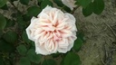 Gloire de Dijon (Pot 5L)