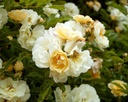 Goldfinch (Pot 5L)