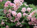 Kew Rambler (Pot 1.3L)