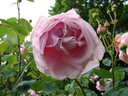 Mme. Caroline Testout, clg. (Pot 5L)