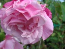 Mme. Grégoire Staechelin (Pot 5L)