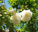 Mrs. Herbert Stevens, clg. (Pot 5L)