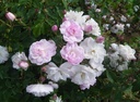 Multiflore de Vaumarcus (Pot 5L)