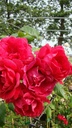 Paul's Scarlet (Pot 5L)
