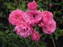 Pirontina (Pot 5L)