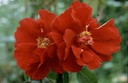 Raymond Chenault (Pot 5L)